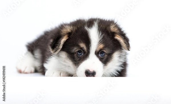 Obraz sad welsh corgi puppy lying on white background
