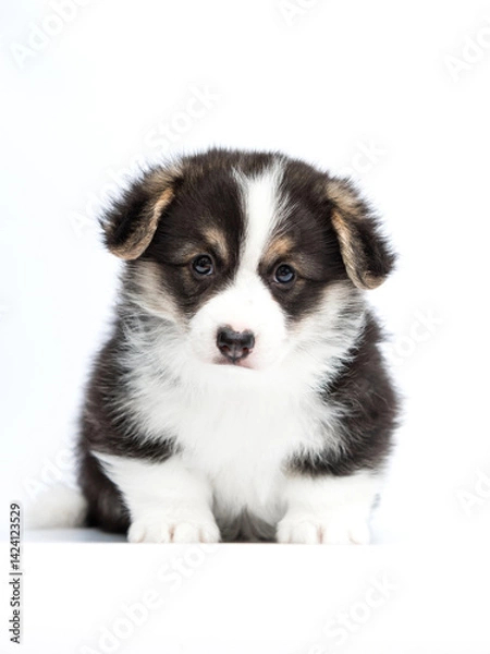 Obraz portrait puppy welsh corgi sits full length on white background