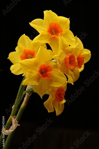 Fototapeta Spring daffodils isolated on plain background