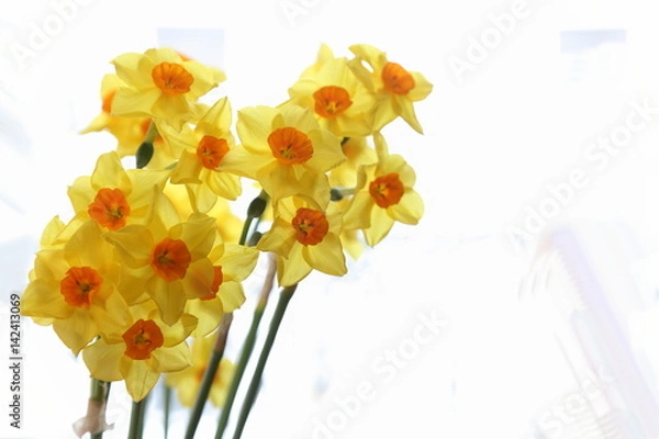 Fototapeta Spring daffodils isolated on plain background