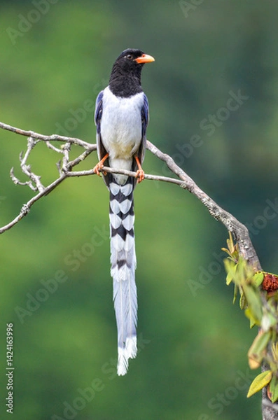Obraz Red-billed Blue Magpie