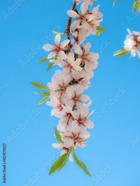 Obraz Branch full of white flowers with pink touches of a white almond tree (Prunus Dulcis) in early spring to give way to the almond fruits on a sunny day with a beautiful blue sky in the background