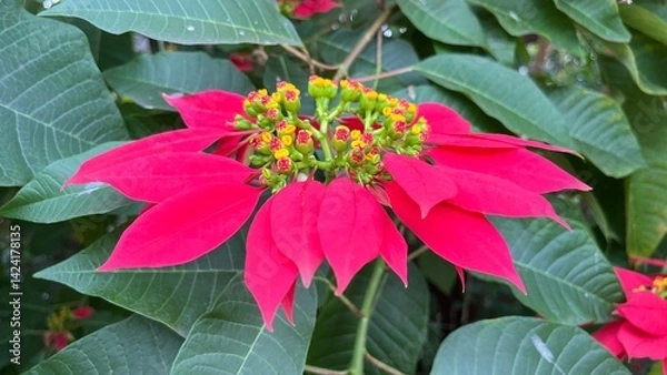 Obraz Beautiful vibrant red Christmas star decorative flower