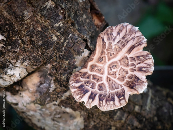 Obraz Edible brown shiitake mushroom (Lentinula edores) growing organically on an oak stem after being impregnated with spores