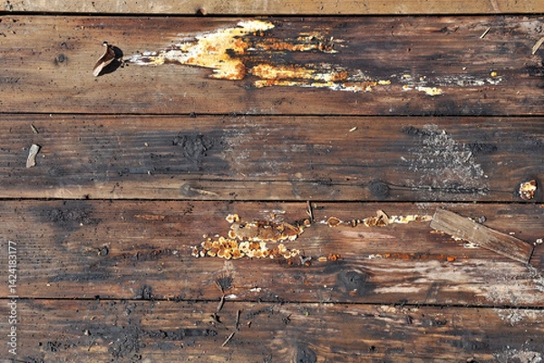 Fototapeta Texture of old boards covered with fungus and mold as background.