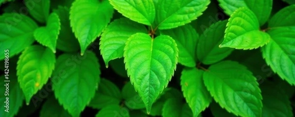 Obraz Lush green foliage, vibrant leaf texture, overlapping leaves, bush, element