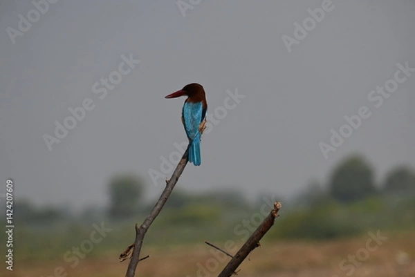 Obraz A white throated kingfisher is seen perched on a dry pole  and is observing around