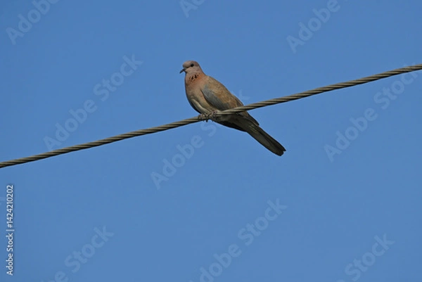 Obraz A beautiful and colourful laughing dove is seen perched on an electric wire in a semi urban area