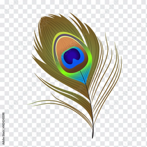 Fototapeta Beautiful bright realistic peacock feather. Isolated vector illustration, print