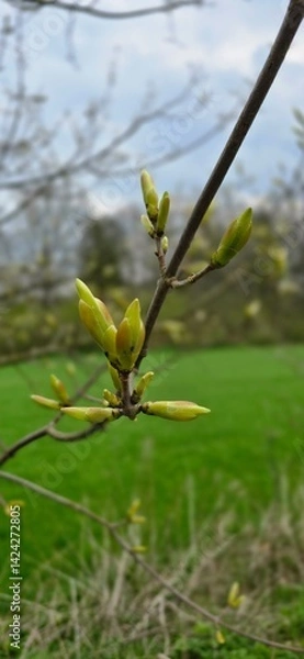 Obraz green leaves on a tree