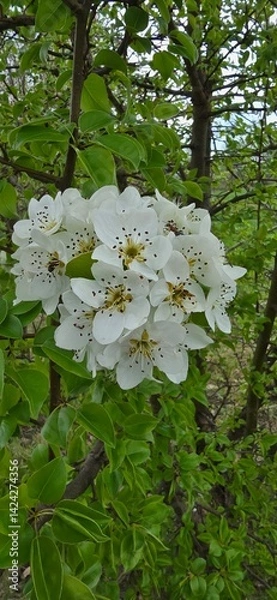 Obraz flowers in the forest