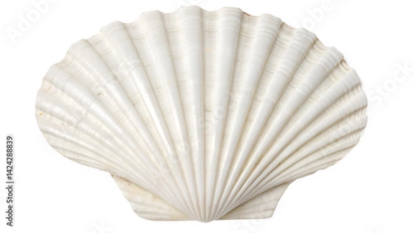 Obraz Elegant White Sea Scallop Shell Isolated