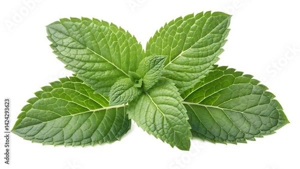 Obraz Fresh Mint Leaves on White Background