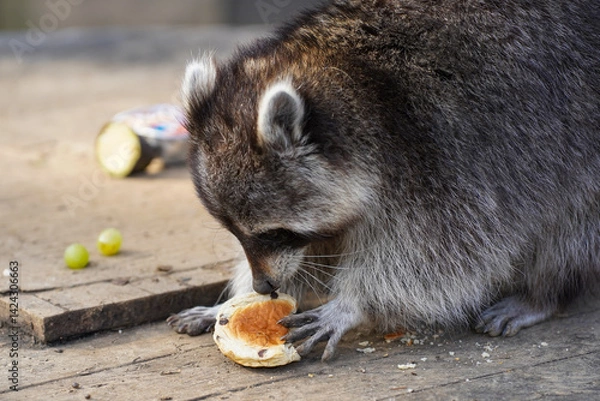 Obraz A racoon eating a piece of bread
