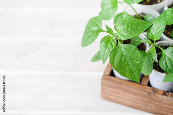 Fototapeta Young bell pepper seedlings growing in white plastic pots on a white wooden surface with copy space.