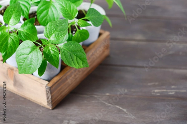 Fototapeta Young bell pepper seedlings growing in white plastic pots on a wooden surface with empty space for text.