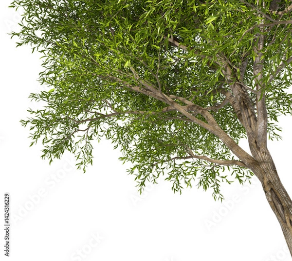 Fototapeta Trees branches shade canopy isolate transparent backgrounds 3d rendering png