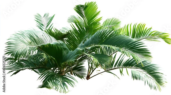 Fototapeta Collection of tropical green palm leaves with detailed veins, isolated on white background palm tree isolated on white background 