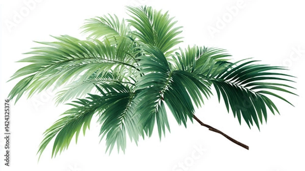 Fototapeta Tropical palm leaf isolated on white background, palm tree isolated on white 