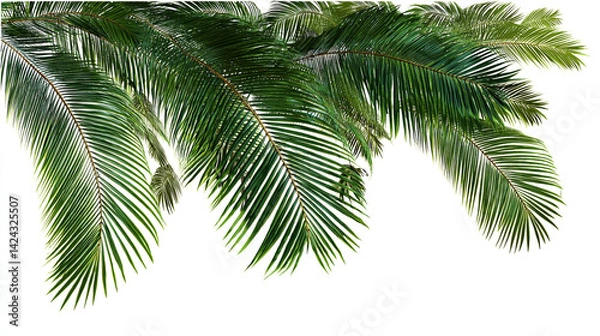 Fototapeta Collection of tropical green palm leaves with detailed veins, isolated on white background palm tree isolated on white background 