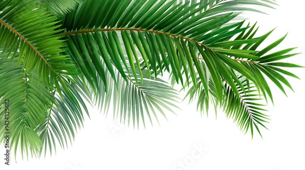 Fototapeta palm tree isolated on white Tropical palm leaf isolated on white background 
