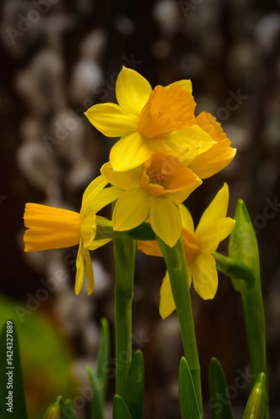 Fototapeta yellow daffodil flower