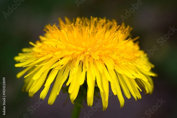 Fototapeta yellow dandelion flower