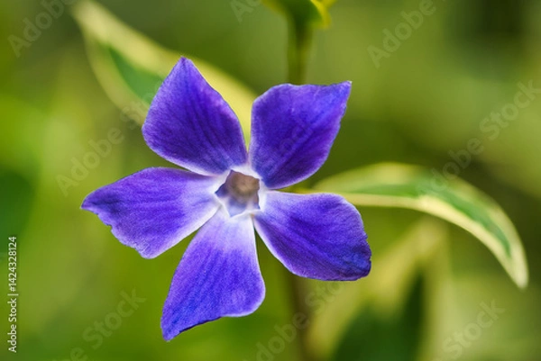 Fototapeta purple iris flower