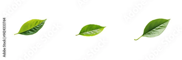 Obraz Collection of green leaf floating isolated on a transparent background