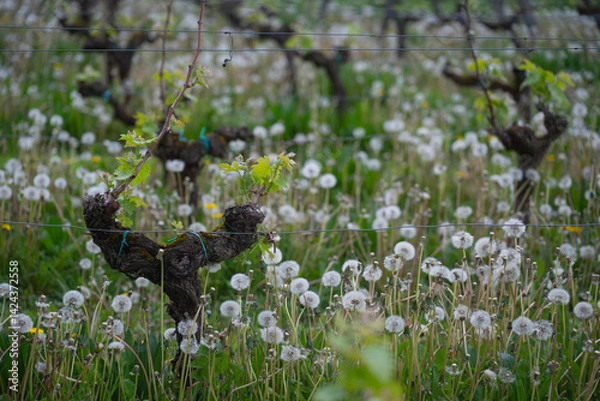 Obraz Vines are sprouting new leaves amid a field dominated by fluffy pissenlit flowers, creating a picturesque spring setting in the vineyard, full of vibrant greenery and life.