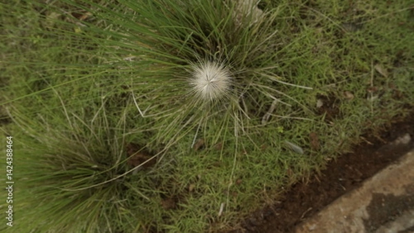 Fototapeta A white flower with green grass in a garden during the day
