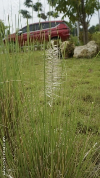 Fototapeta A white flower with green grass in a garden during the day
