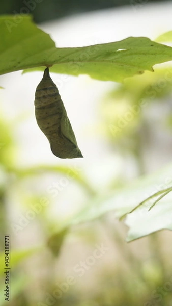 Fototapeta A cocoon hangs on a green leaf in a garden
