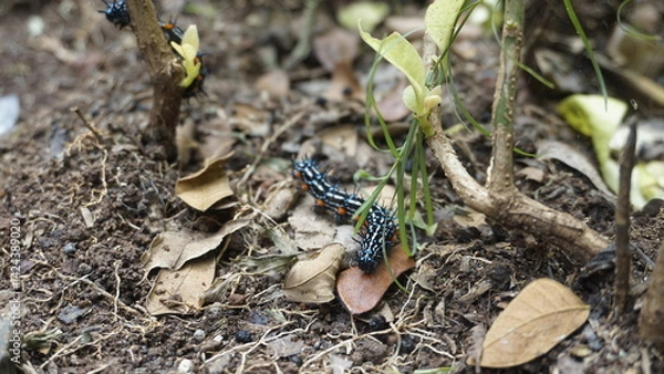 Fototapeta Two black caterpillars are walking on the ground during the day
