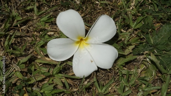 Fototapeta A flower with beautiful white petals and located on top of a green grassy garden
