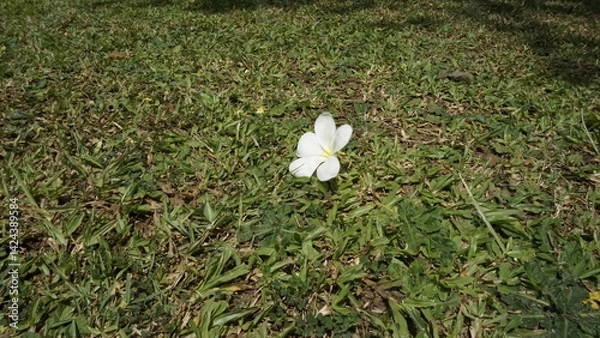 Fototapeta A flower with beautiful white petals and located on top of a green grassy garden
