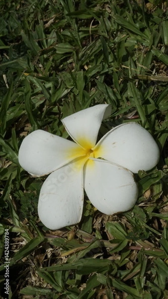 Fototapeta A flower with beautiful white petals and located on top of a green grassy garden
