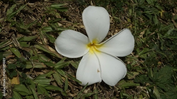 Fototapeta A flower with beautiful white petals and located on top of a green grassy garden
