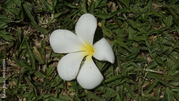 Fototapeta A flower with beautiful white petals and located on top of a green grassy garden
