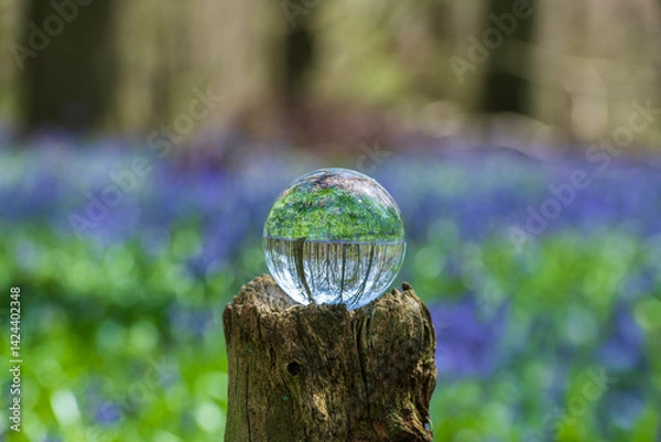 Fototapeta Trees and bluebells shot through a lens / crystal ball  in Kings Woods in Challock near Ashford in Kent, England
