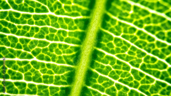 Fototapeta Cell Structure View of Leaf Surface Showing Plant Cells For Education. Leaf in Macro Shot Background. Bright Green Leaves of Plant or Tree With Texture and Pattern Close Up