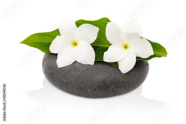 Fototapeta Fleur frangipanier sur caillou esprit zen