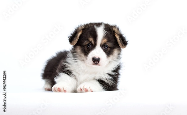 Obraz Welsh Corgi tricolor puppy lying and looking on white background