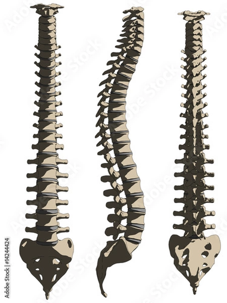 Obraz wirbelsäule - verschiedene ansichten