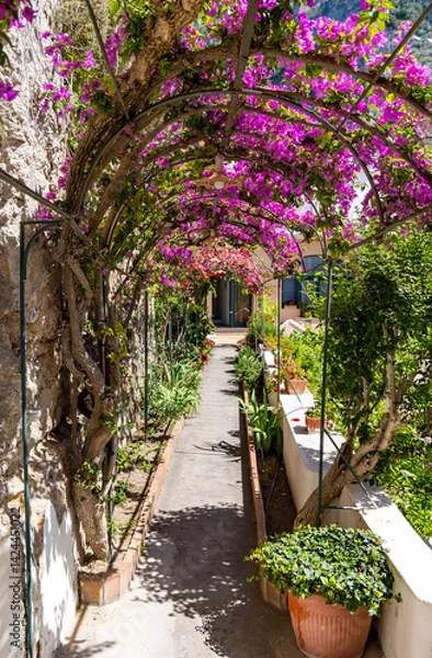 Fototapeta Path to the house through a narrow tunnel covered with pink bougainvillea on the island of Capri, Italy