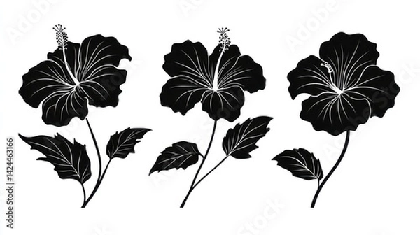Fototapeta Black hibiscus flowers, botanical illustration, white background, design element