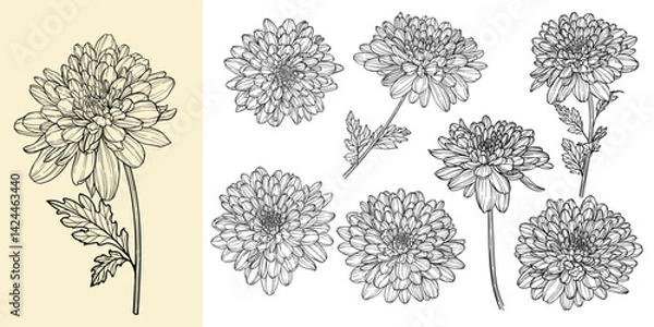 Obraz set of beautiful monochrome, black and white chrysanthemum daisy flower isolated. for greeting card and invitations of the wedding, birthday, Valentine's Day, mother's day and other seasonal holiday.