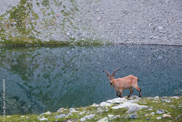 Fototapeta A mountain goat stands against the backdrop of a lake.
