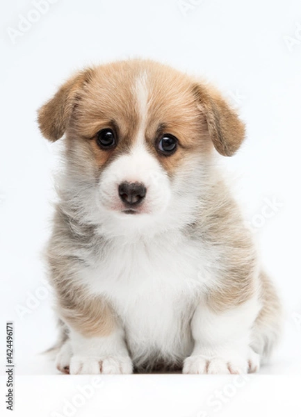 Obraz red welsh corgi puppy looks at camera with big eyes