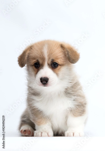 Obraz Pembroke Welsh Corgi puppy on white background